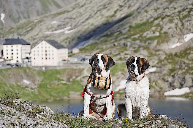 Die Fondation Barry bietet den Foto-Bernhardinern aus Zermatt ihre Unterstützung an.