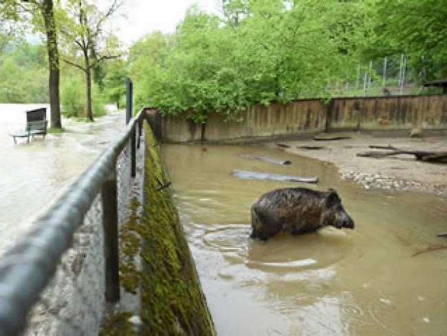 Wildschwein in seinem überschwemmten Gehege im Tierpark Dählhölzli