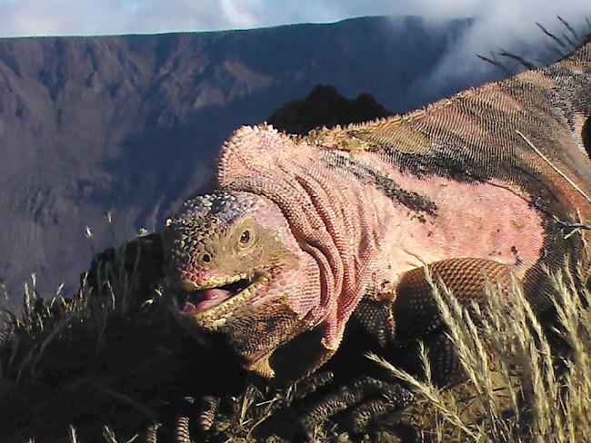 Ein erwachsener rosa Landleguan am Rand des Wolf Vulkans auf den Galápagos-Inseln (Symbolbild)