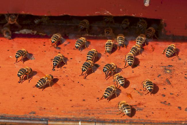 Bienen auf dem Flugbrett (Symbolbild).