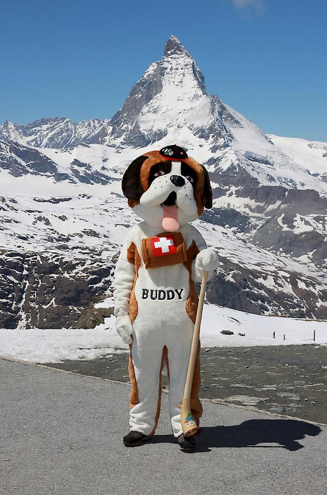 Neu posiert Bernhardiner-Maskottchen «Buddy» mit Alphorn auf dem Gornergrat.